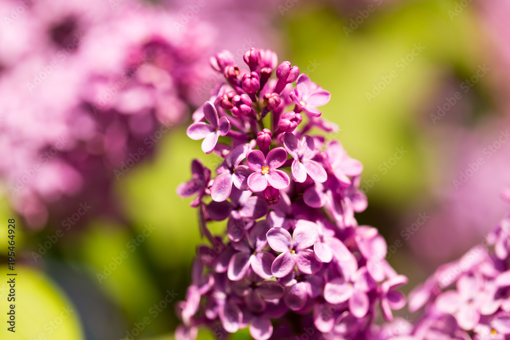 Lilac flowers on a tree in spring Lilac flowers on a tree in spring
