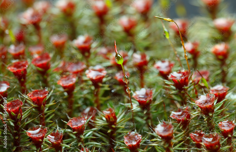 Moss seta and drops Moss seta and drops