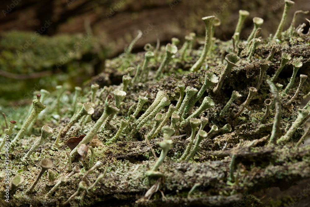 Lichen growing on bark
