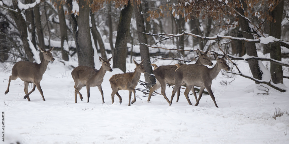 Group of hinds on snow (red deer female) Group of hinds on snow (red deer female)