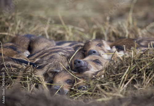 New born wild boar piglets sleeping on straw © Budimir Jevtic