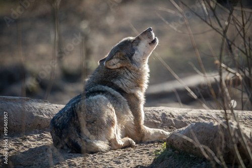 Grey Wolf Animal