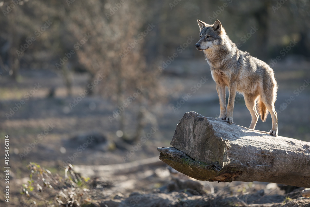 Grey Wolf Animal