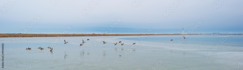 Ducks flying over a frozen lake in winter
