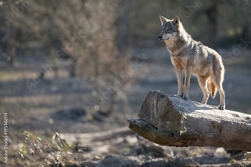 Obraz na płótnie Grey Wolf Animal w salonie