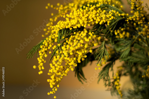 Bouquet of Mimosa flowers in a glass vase. International women day. Picture of a Mimosa. © NATALYA