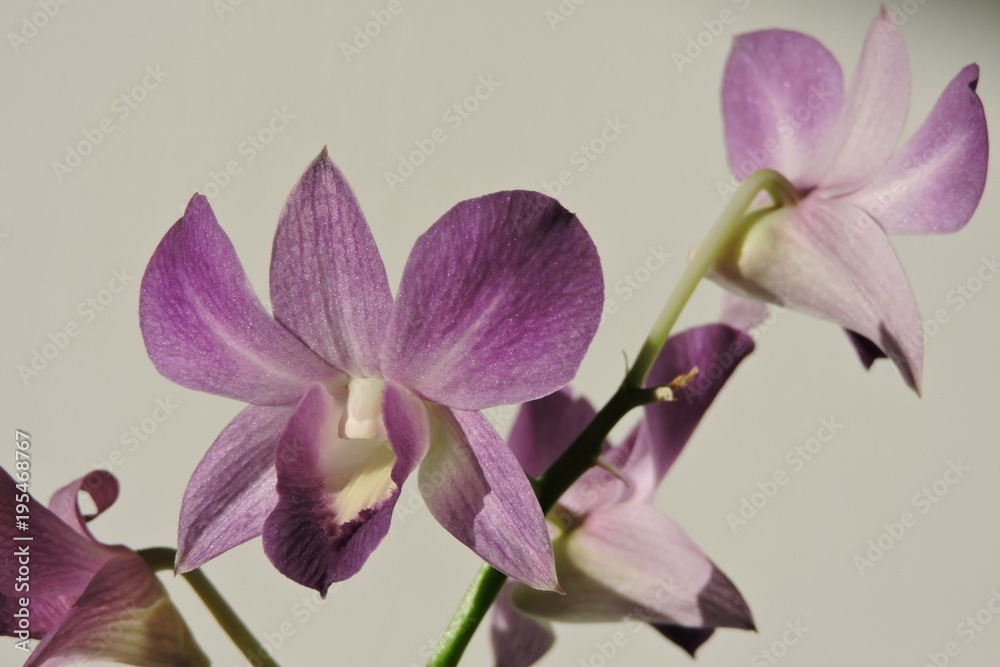 Obraz premium A purple orchid