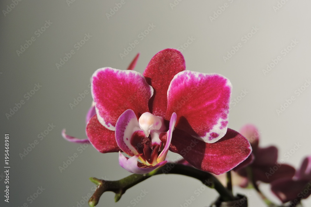A purple, violet, pink, red orchid - obrazy, fototapety, plakaty 