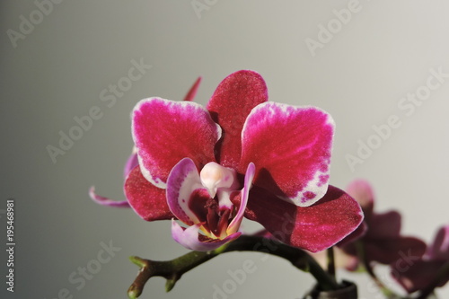 A purple, violet, pink, red orchid