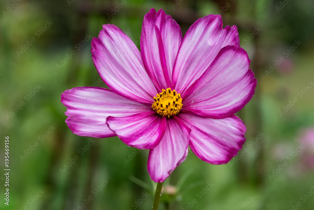 Closeup of a beautiful Pink Sonata flower with yellow center button Closeup of a beautiful Pink Sonata flower with yellow center button