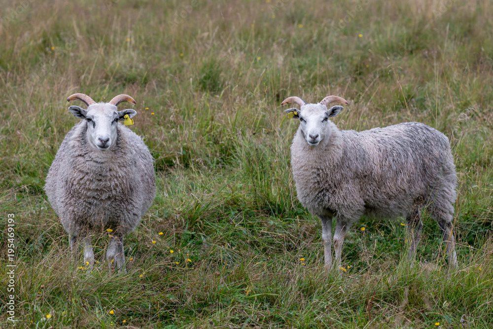 Two male sheeps posing to the camera Two male sheeps posing to the camera