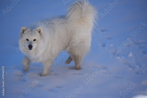 cane aski pelo lungo cane bianco cane neve samoiedo 
