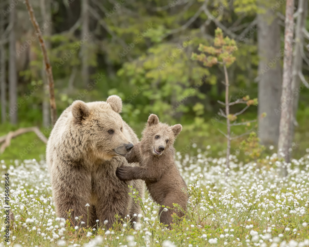 Fototapeta premium Niedźwiedź brunatny stoi naprzeciw niedźwiedzia matki pośrodku bawełnianej trawy na fińskim bagnie