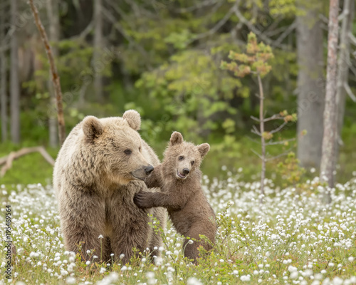 Brown bear cub stands against the mother bear in the middle of the cotton grass on a Finnish bog