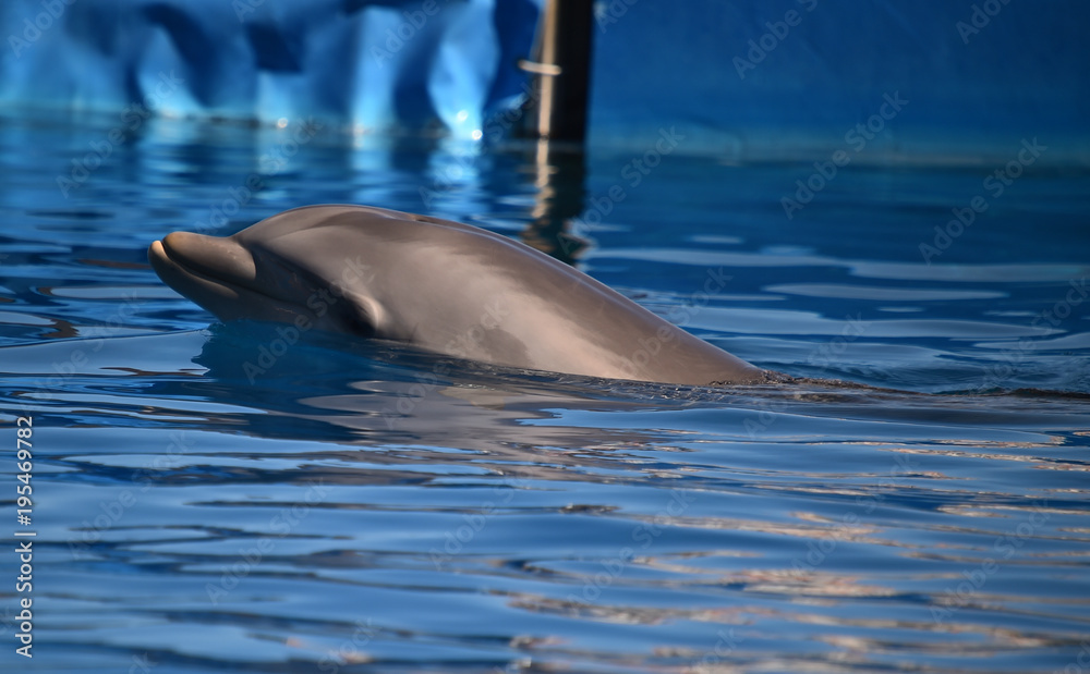 Naklejka premium delfin