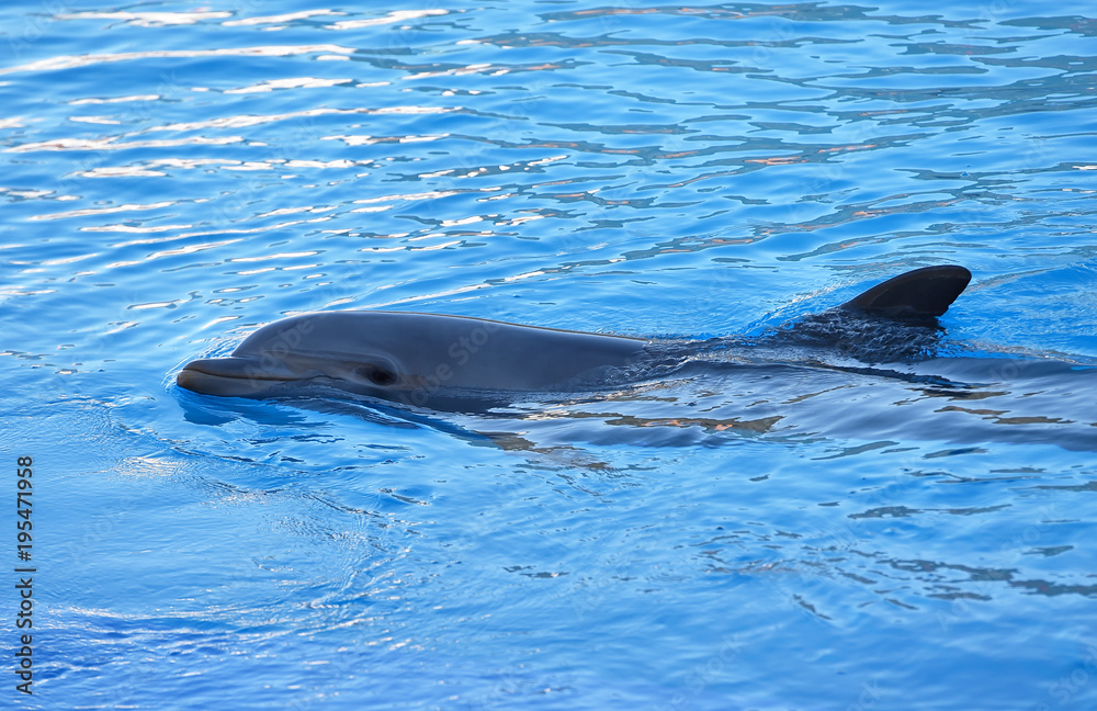 Obraz premium delfin