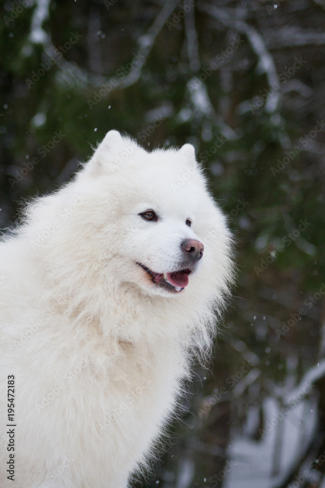 Samoyed dog in the snow outside.