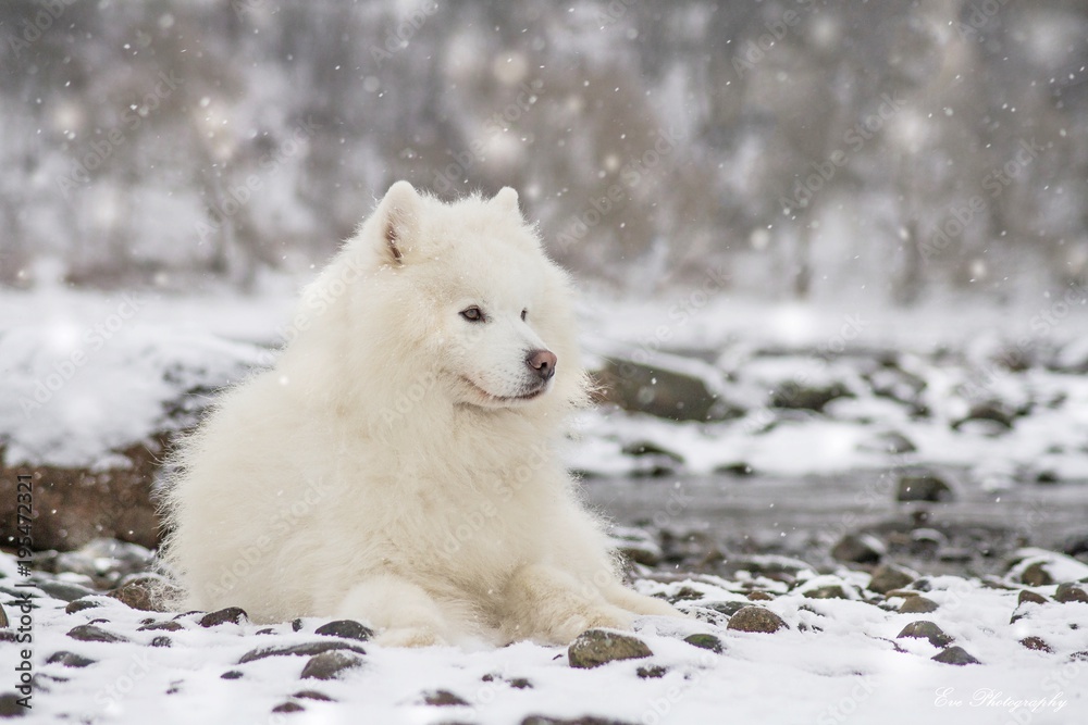 Samoyed dog in the snow outside. Samoyed dog in the snow outside.