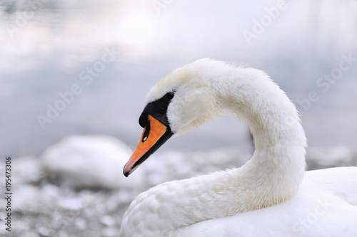 White swan portrait