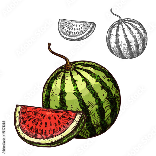 Watermelon vector sketch fruit cut section icon