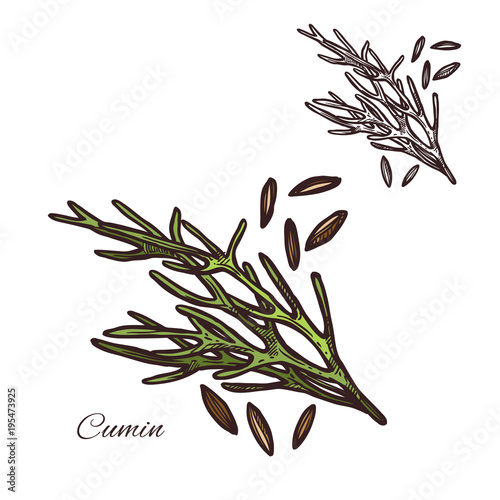 Cumin seasoning plant seeds vector sketch icon