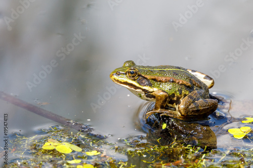 Beautiful marsh frog, European wildlife