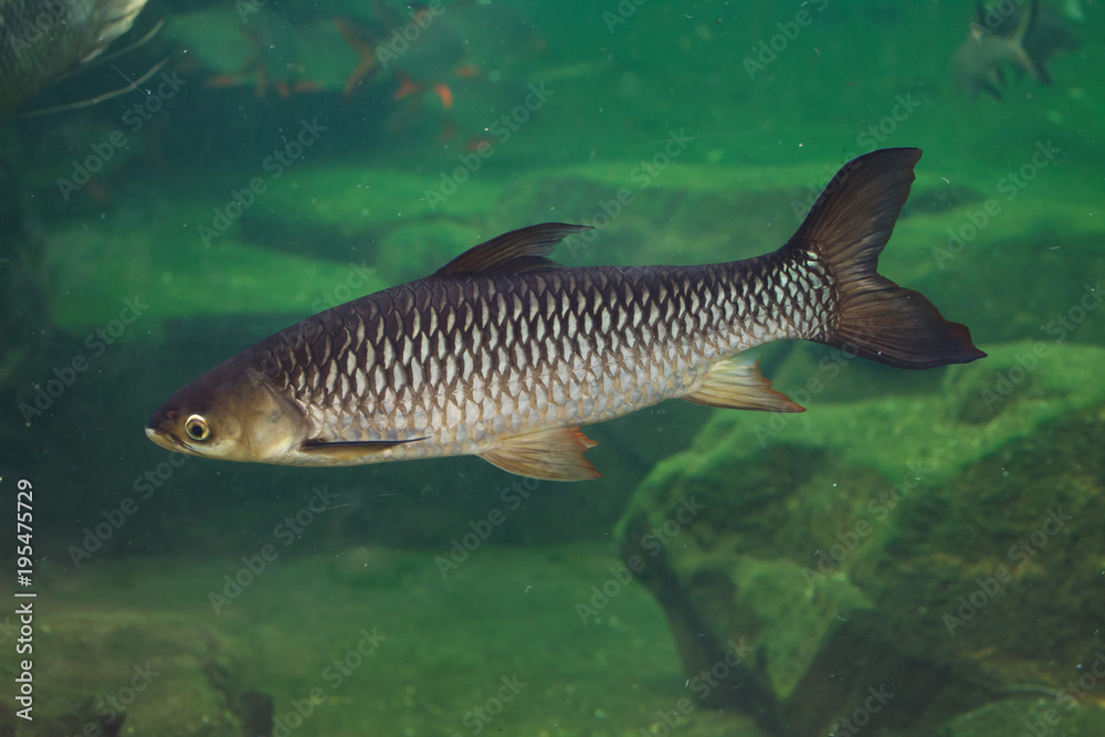 Hoven's carp (Leptobarbus hoevenii) Hoven's carp (Leptobarbus hoevenii)
