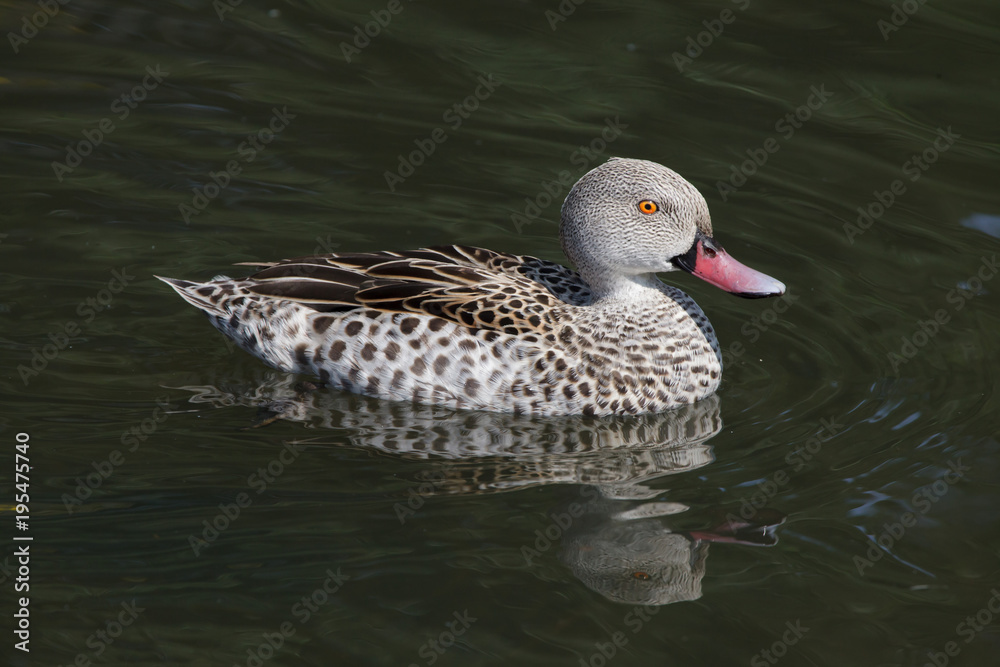 Cape teal (Anas capensis) Cape teal (Anas capensis)