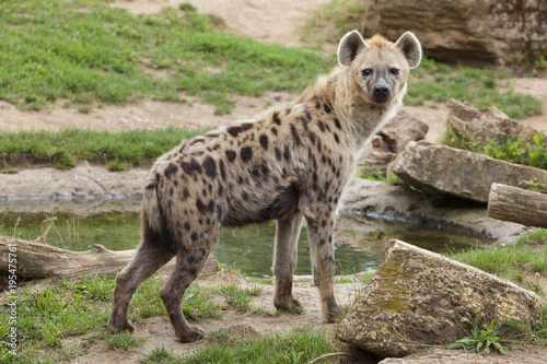 Obraz na plátně Spotted hyena (Crocuta crocuta)