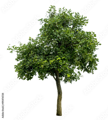 Green tree isolate on white
