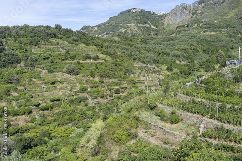 Landscape with vineyards in Corniglia, ligurian village, cinque terre, Italy.