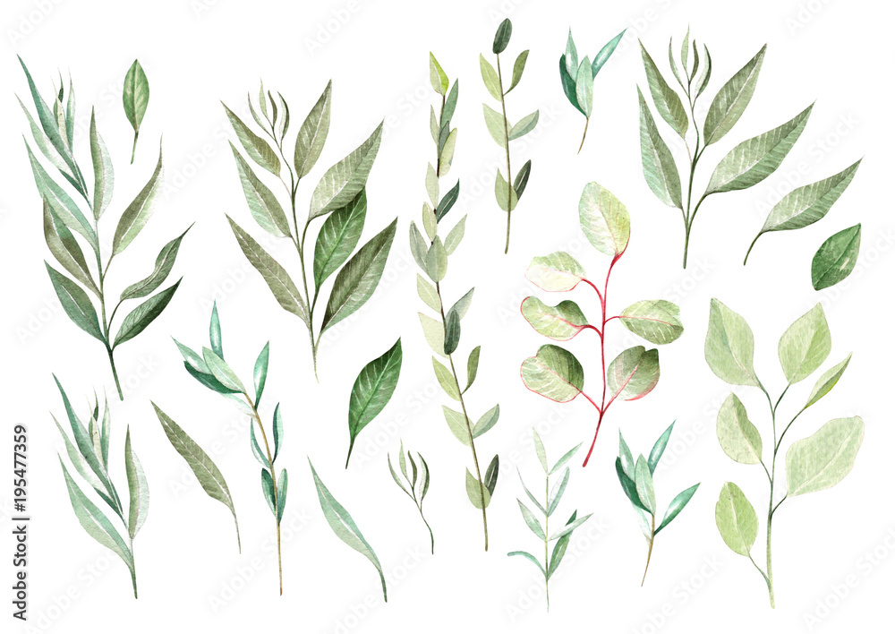 Fototapeta premium Watercolor eucalyptus set. Hand painted eucalyptus elements.