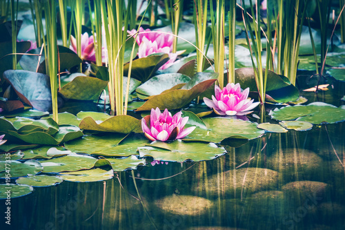 Foto Beautiful pink coloured water lily flowers growing in a pond or lake