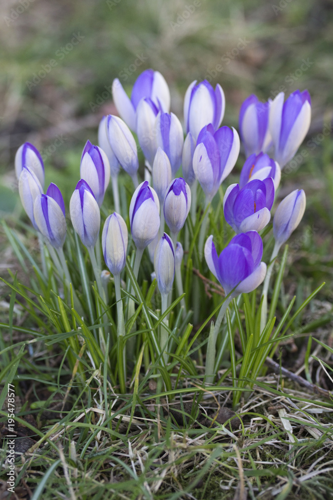 Clump of Purple Crocus naturalised in a garden lawn Clump of Purple Crocus naturalised in a garden lawn