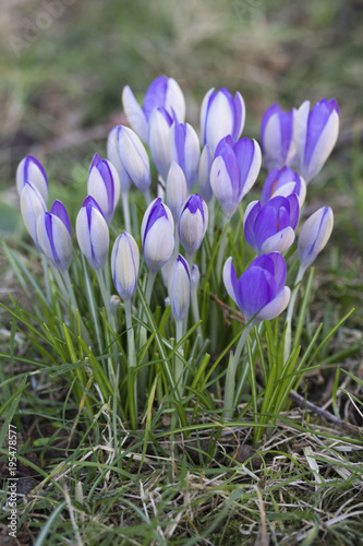 Clump of Purple Crocus naturalised in a garden lawn
