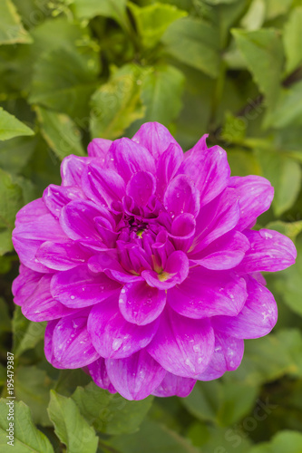 Fototapeta Naklejka Na Ścianę i Meble -  Pink dhalia flower.