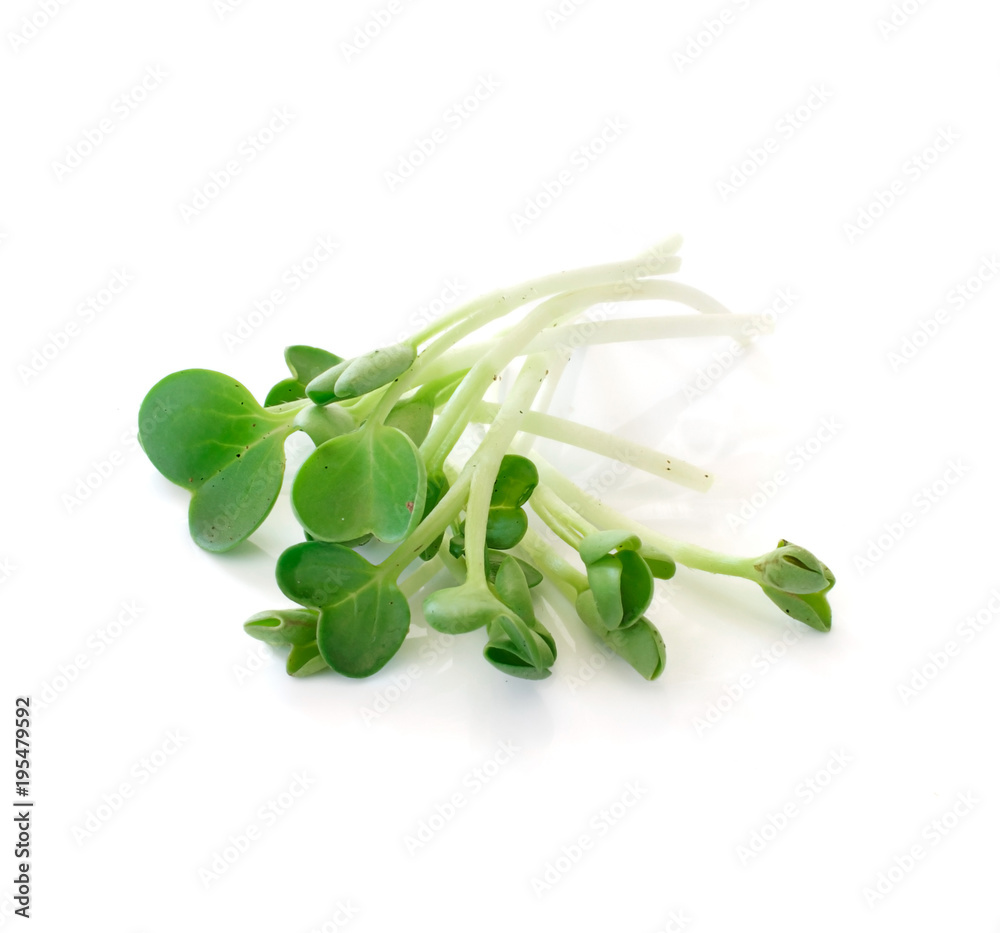 pea sprouts isolated on white background pea sprouts isolated on white background