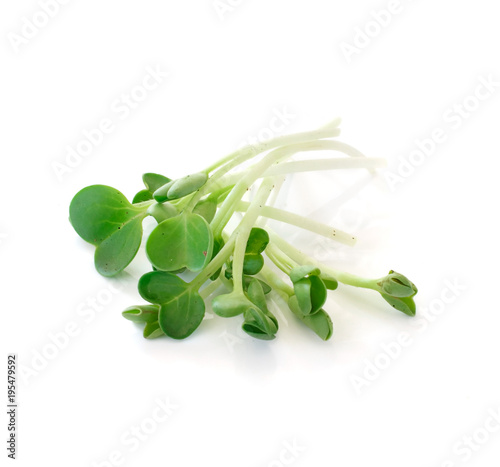 pea sprouts isolated on white background