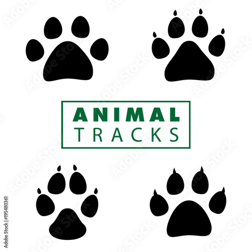 Animal Paw Tracks