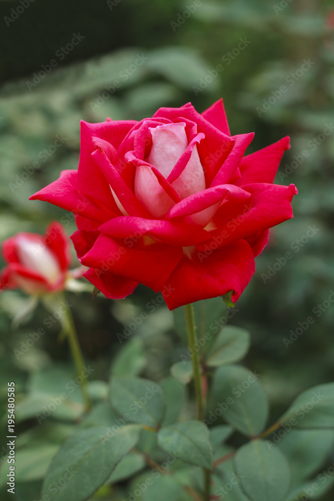 Red rose bud in flower garden.