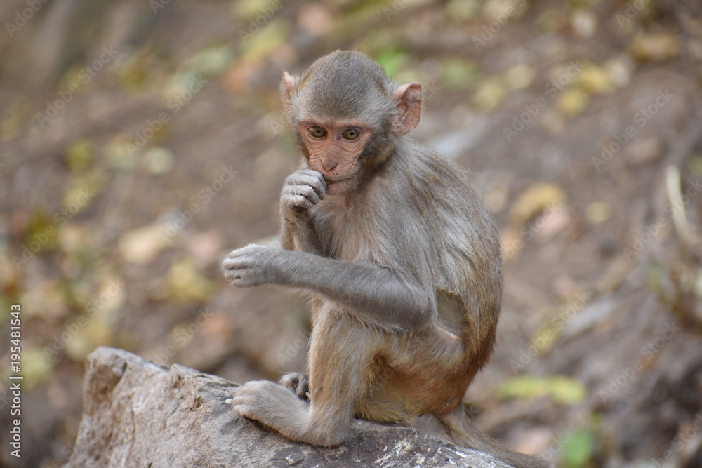 Awesome snap of small kid monkey that sitting on a stone & keep busy himself by doing small activity like eating some food, see around him. Awesome snap of small kid monkey that sitting on a stone & keep busy himself by doing small activity like eating some food, see around him.