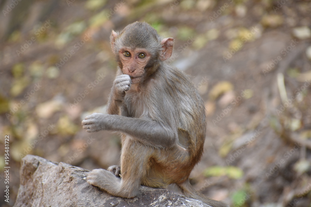 Awesome snap of small kid monkey that sitting on a stone & keep busy himself by doing small activity like eating some food, see around him. Awesome snap of small kid monkey that sitting on a stone & keep busy himself by doing small activity like eating some food, see around him.