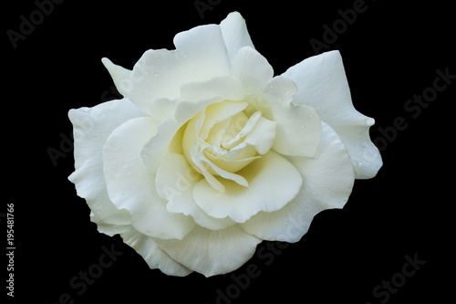 White rose flower-White masterpiece species isolate on black background..