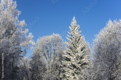 Snow crones of trees 5