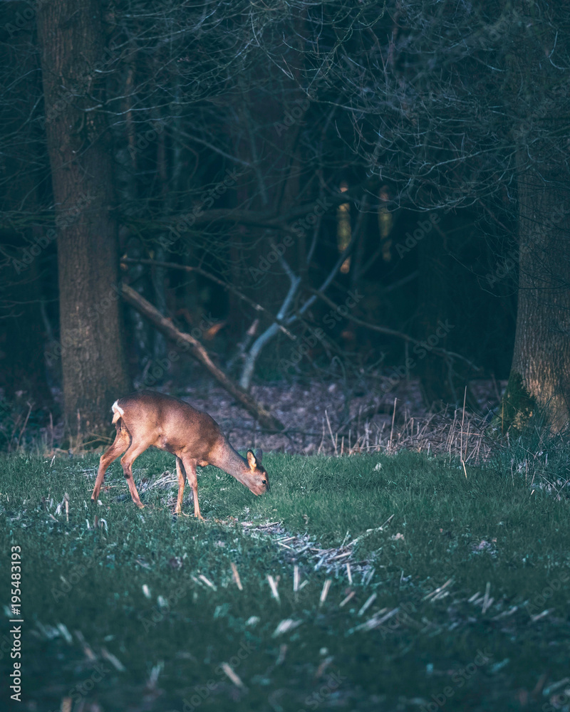 Grazing roe deer (Capreolus capreolus) in farmland close to forest. Grazing roe deer (Capreolus capreolus) in farmland close to forest.