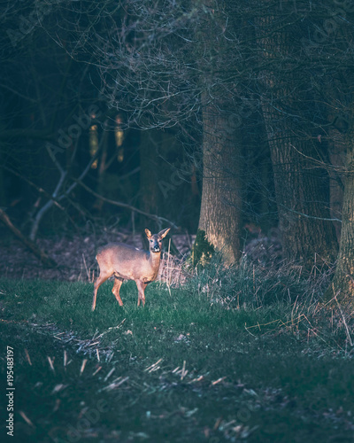 Fototapeta Naklejka Na Ścianę i Meble -  Suspicious roe deer in farmland picking up sound coming out of forest.