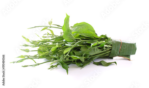 Gymnema sylvestre isolated on white background