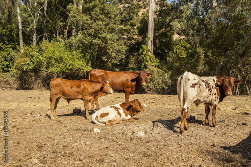 Cows resting in the meadow. Nature life. Animals