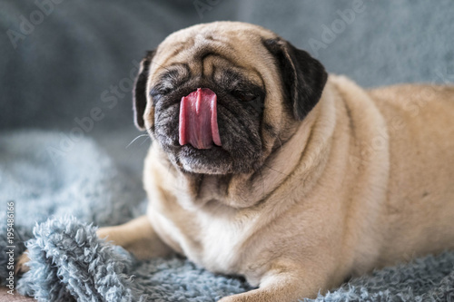 nice pug waiting the food at home