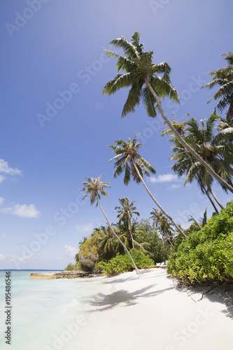 Palm trees lean over white sand, under a blue sky, on Bandos Island in The Maldives photo